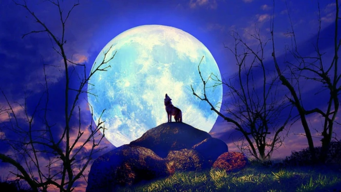 moon nature sky moonlight wolf howling tree 2k