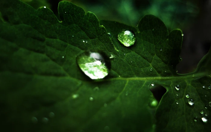 nature green images desktop ultra hd 2k
