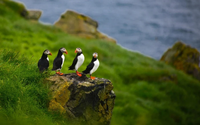 nature animals puffins depth of field birds Faroe Islands 2k