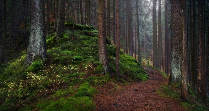 nature landscape dark forest path grass trees daylight 2k