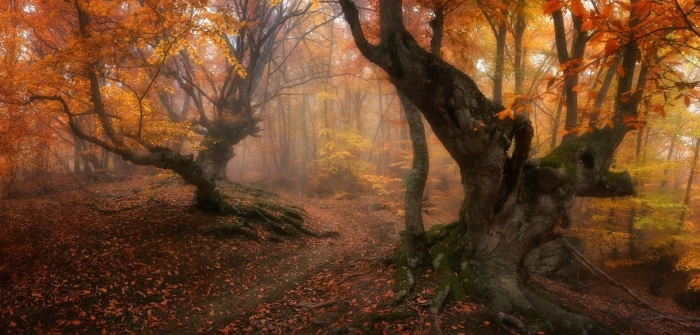 orange leaf tree forest magic fall trees leaves mist path 2k