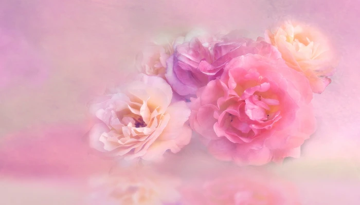 pink and purple petaled flowers floral nature roses blossom 2k 4k