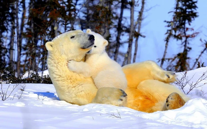 polar bears animals mammals nature wildlife baby 2k