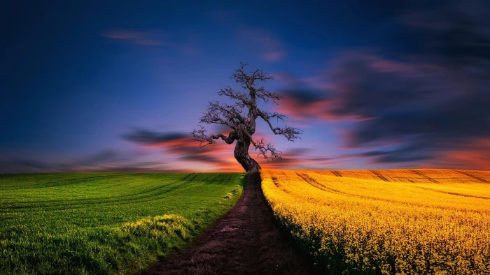 rapeseed color path lonely tree rural area evening lone 2k