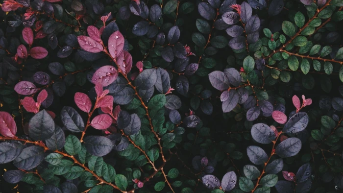 red and green leaf plants leaves nature plant part growth 2k