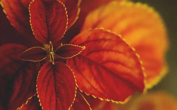 red leafed plant nature macro leaves plants coleus autumn 2k