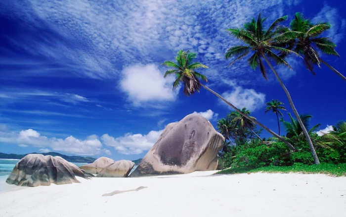 Rocky Stone Beach water beaches exotic palm trees tropical 2k