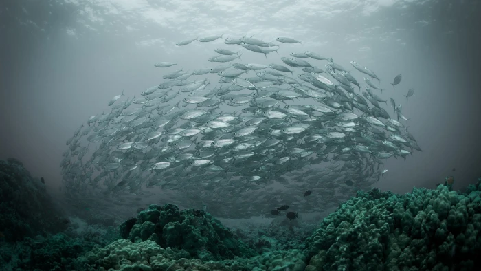 school of gray fish nature water underwater sea shoal 2k