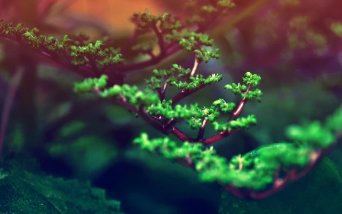 selective focus photo of green leafed tree nature plants bonsai 2k