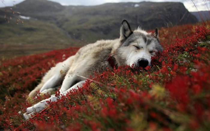 short coated white dog wolf lying on red petaled flower field during daytime 2k