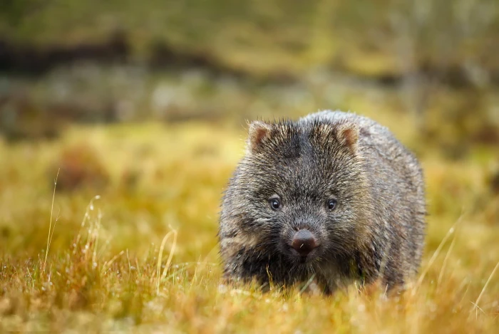 summer nature wombat 2k