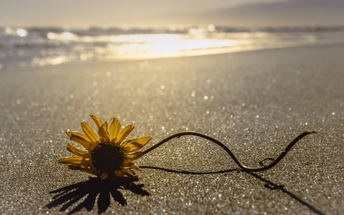 sunflower on floor beach sand flowers flowering plant beauty in nature 2k