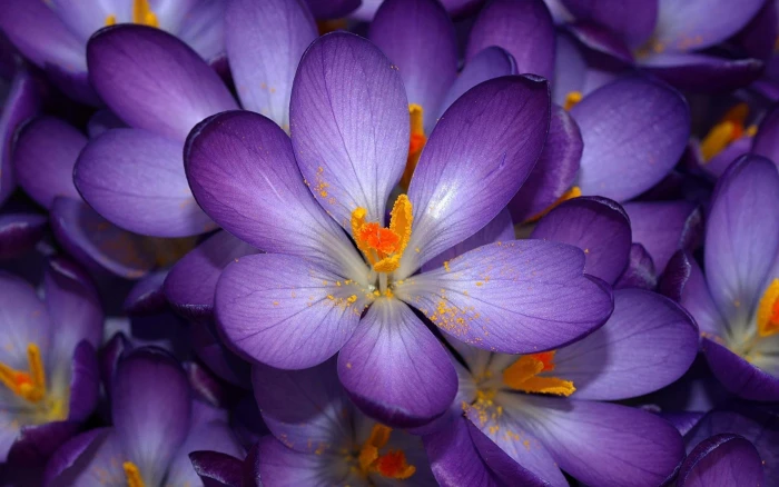 tilt lens photography of purple and yellow flower nature plant 2k
