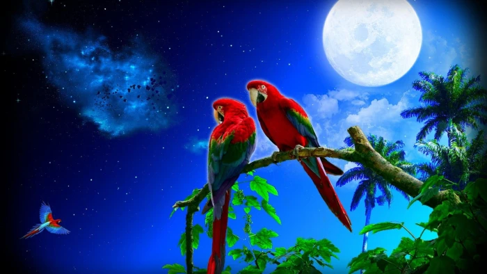 tree couple sky nature stars starry night moonlight 2k