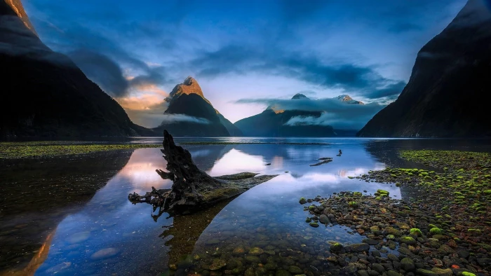 trunk nature milford sound new zealand mitre peak mountain 2k