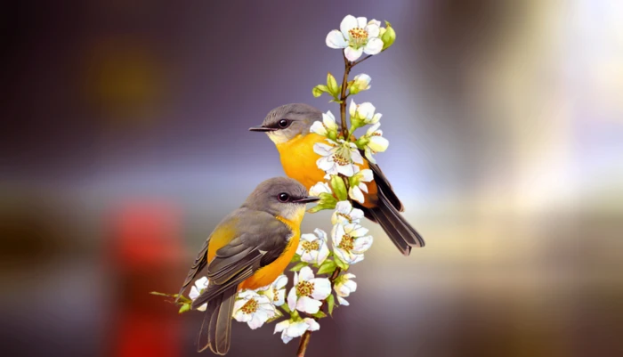two black and yellow birds on white flowers friendship pair 2k 4k