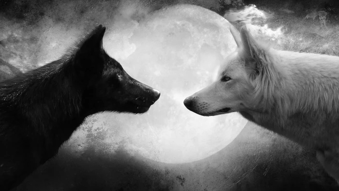 white and black wolf digital wallpaper Moon monochrome artwork 2k