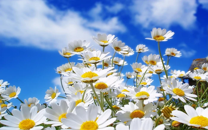 white daisy flowers nature plants macro sunlight 2k
