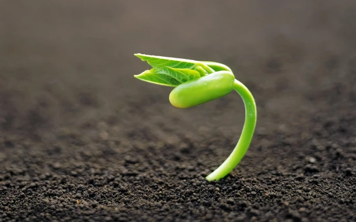 green bean sprout macro plants nature color growth 2k