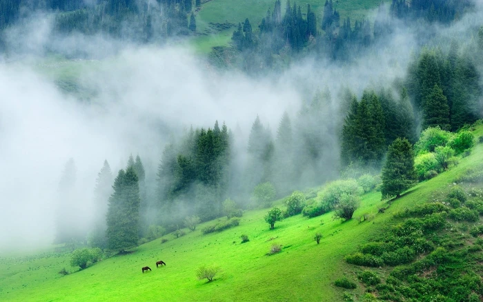 green forest mountain nature landscape mist morning grass