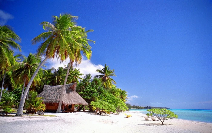 green coconut tree nature landscape cabin tropical beach