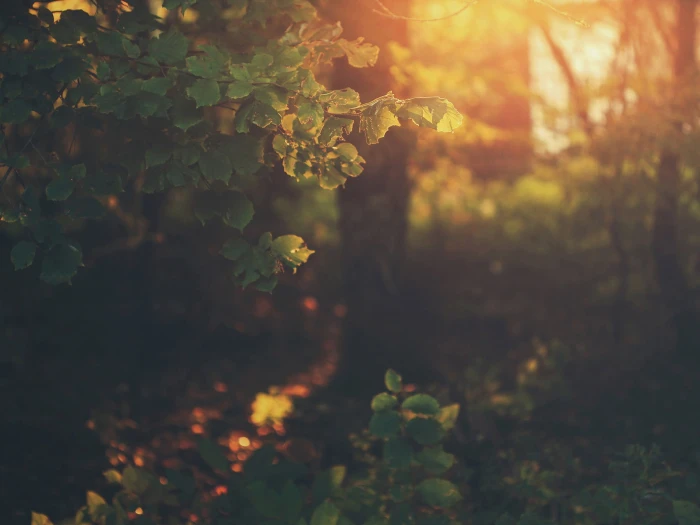 green leafed plant photo of forest during golden hour sunlight 2k