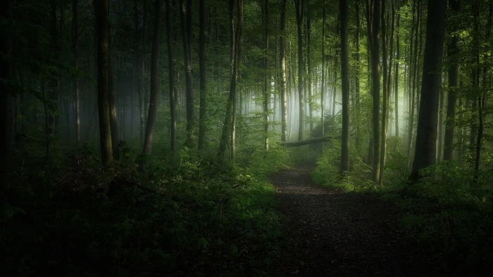 green leafed trees nature landscape morning forest path 2k