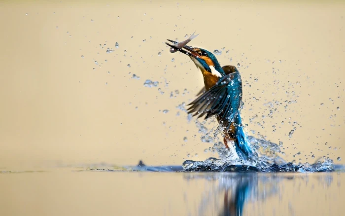 kingfisher catching fish wallpaper animals birds nature water 2k