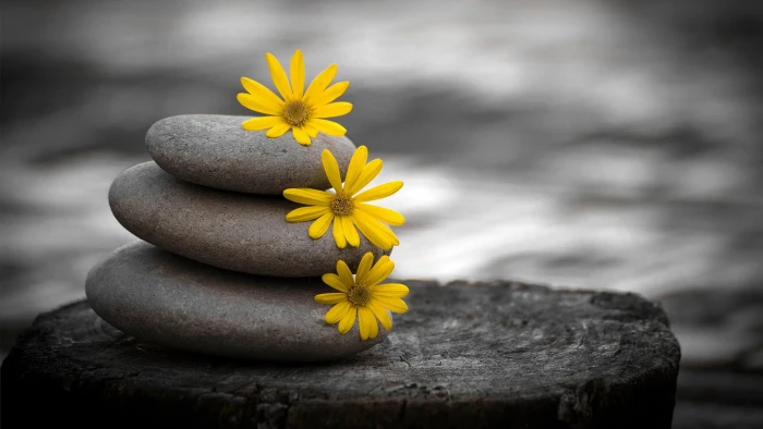 life flower sunflower yellow spring summer floral flowers 2k