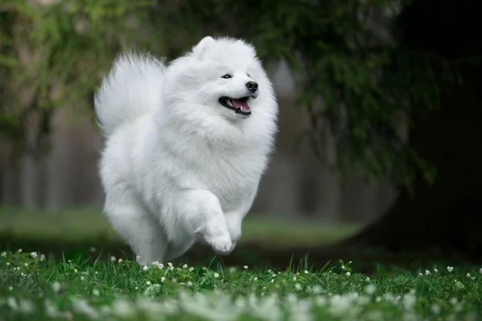 long coated white dog joy nature mood walk Samoyed husky 2k