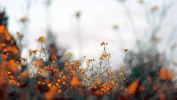 Nature Flowers Plants Depth Field Pictures For Desktop 2k