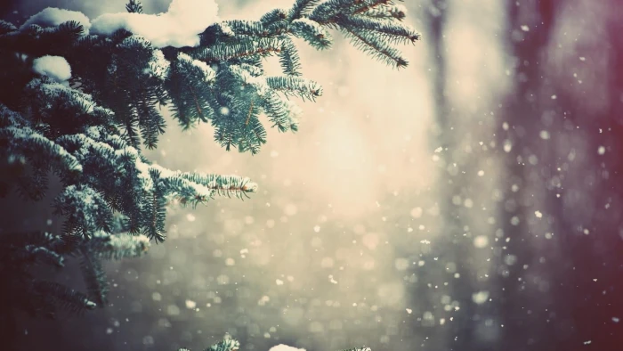 nature tree sky snowfall light branch snowing winter 2k