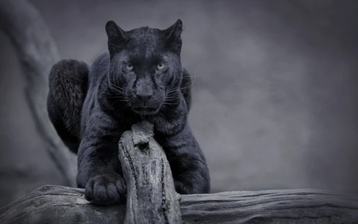 nature cat panther wild black 2k
