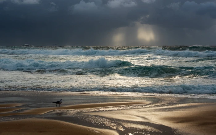 ocean waves seagulls beach overcast Sydney Australia cloud sky