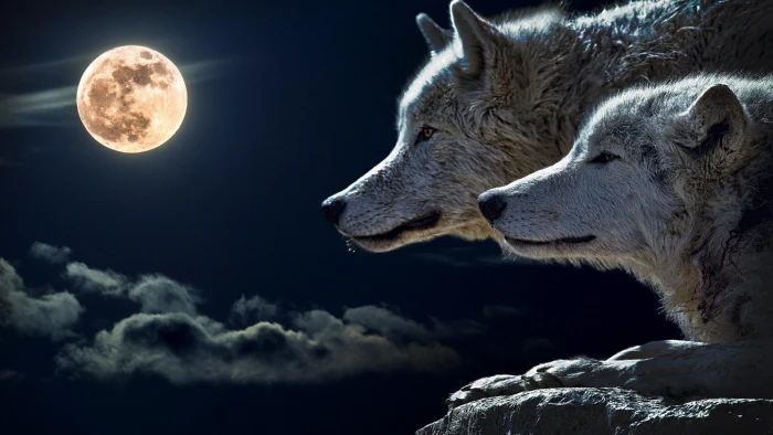 nature moon sky wildlife wolf gray atmosphere moonlight 2k