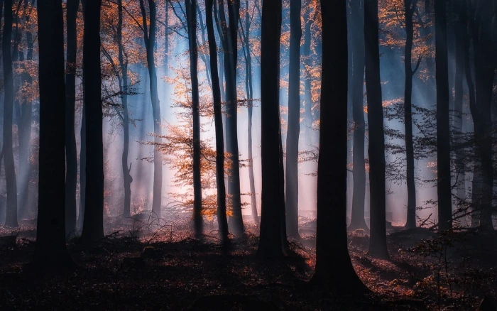 orange trees silhouette of during nighttime nature forest