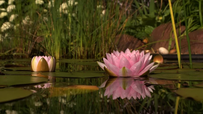 pink flower blossom flowers bloom plant floral petal 2k