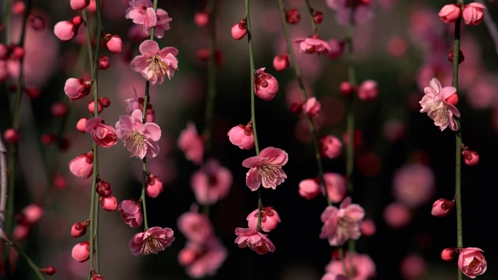 pink flower petal flowers blossom bloom plant floral 2k