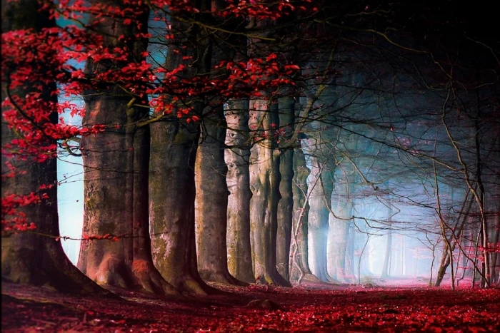 red leafed trees digital wallpaper nature landscape fairy tale