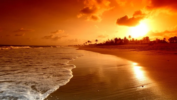 seashore and coconut palm tree lot sunset sunlight landscape 2k