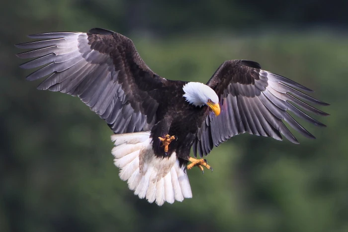 shallow focus photography of Bald Eagle bird eagle Bird wildlife 2k