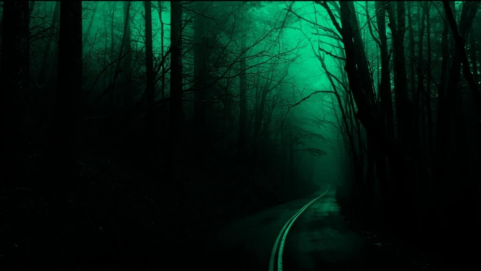 silhouette of forest trees road dark nature spooky plant 2k