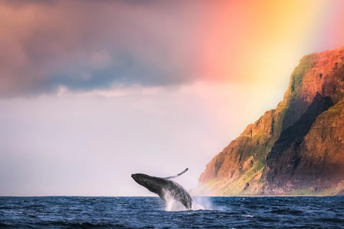 Amazing whale humpback Ocean Animal beach Mountain 2k