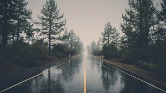 asphalt road black concrete nature landscape trees forest 2k