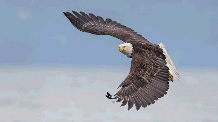 Bald Eagle In Flight Alaska Wallpaper For Pc And Mobile Phone 2k 4k