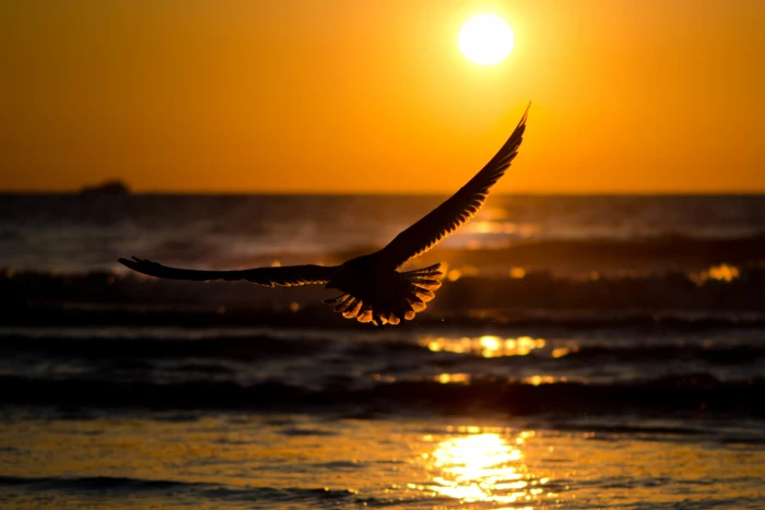black eagle sea wave the sky water sun sunset nature 2k 4k