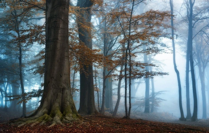 brown leaf trees photography nature landscape morning mist 2k