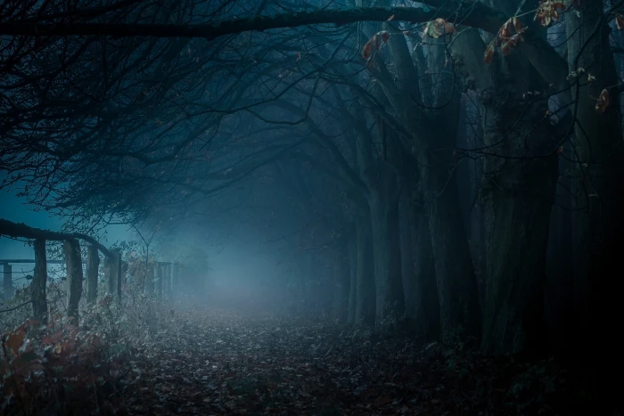 brown bare trees dark pathway with dead and fog mist 2k