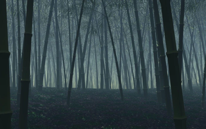 Dark bamboo forest black trees nature 2k