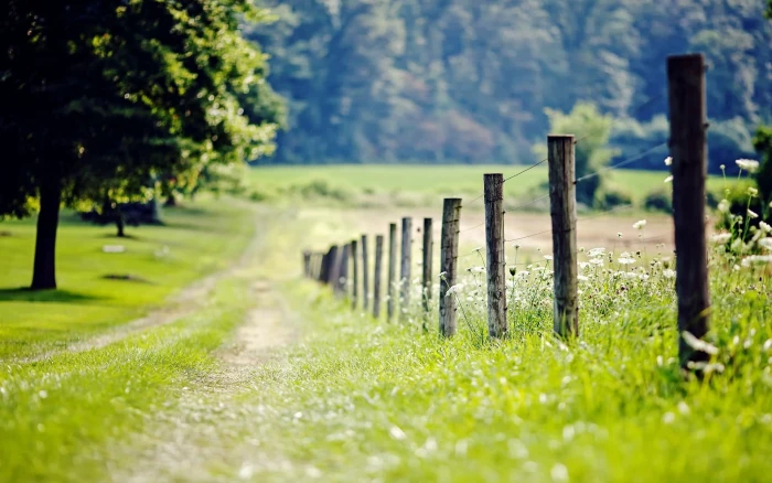 Fence in nature green grass lot meadow tree trees foliage 2k
